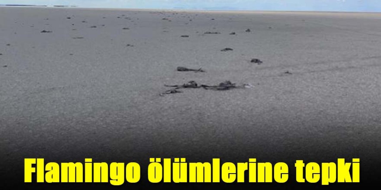 FLAMİNGO ÖLÜMLERİNE TEPKİ