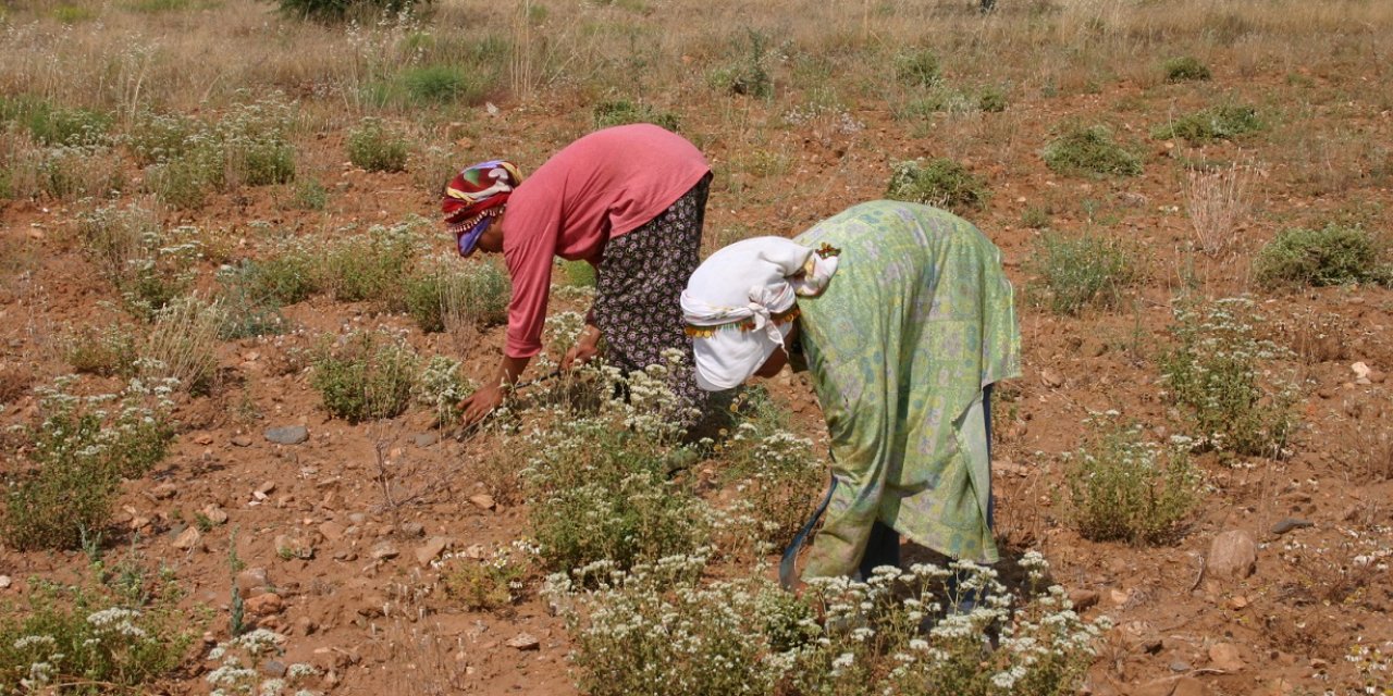 Türkiye dünya kekik ticaretinin yaklaşık yüzde 70’ini elinde tutuyor