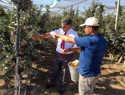 Özgüven’den elma sahalarına inceleme
