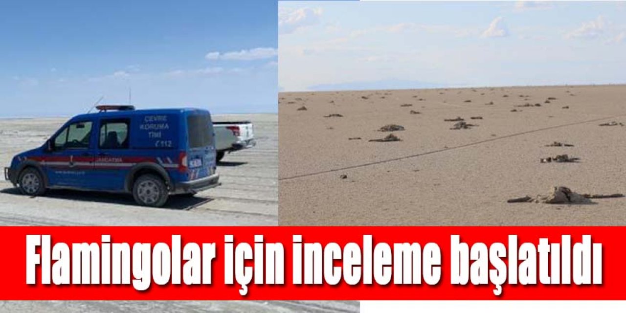 Tuz Gölü'ndeki ölü flamingolar incelemeye alındı