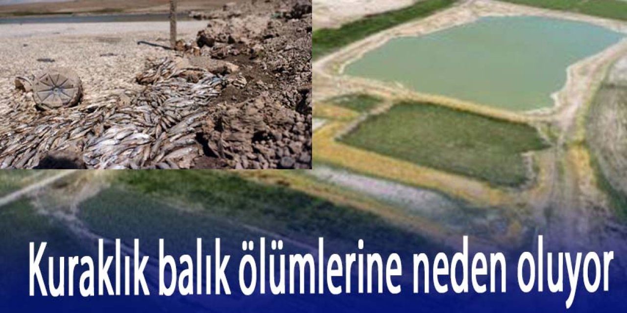 KURALIK NEDENİYLE SULAR ÇEKİLDİ, BALIKLAR ÖLDÜ