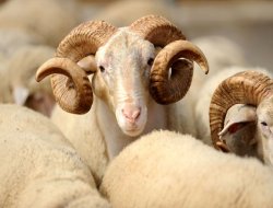 Ereğli’de kurbanlık hayvan fiyatları