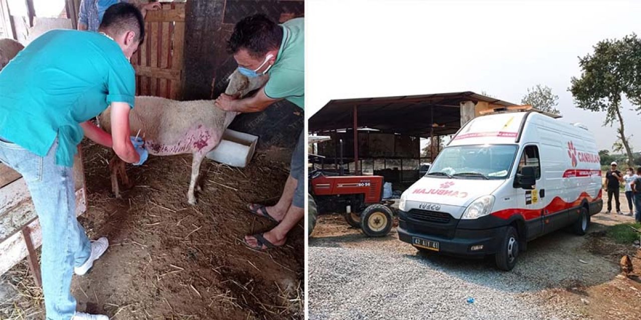 “Canbulan” Yangından Zarar Gören Hayvanların Yarasını Sarıyor