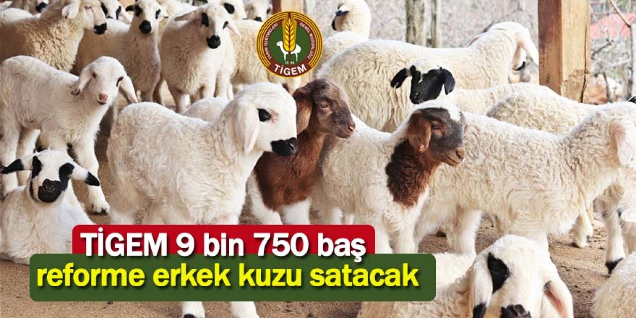 TİGEM'den reforme kuzu satışı