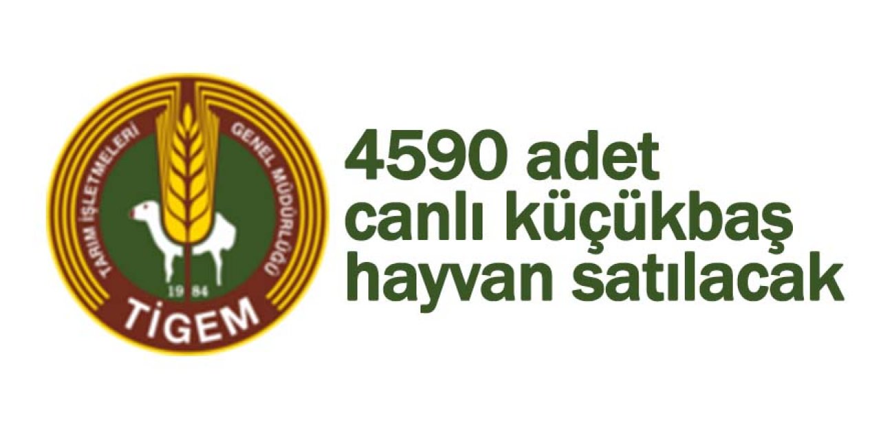 4590 adet canlı küçükbaş hayvan satılacak