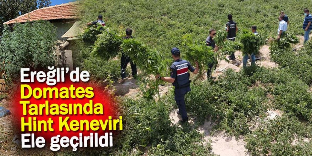 Ereğli’de domates tarlasında hint keneviri ele geçirildi