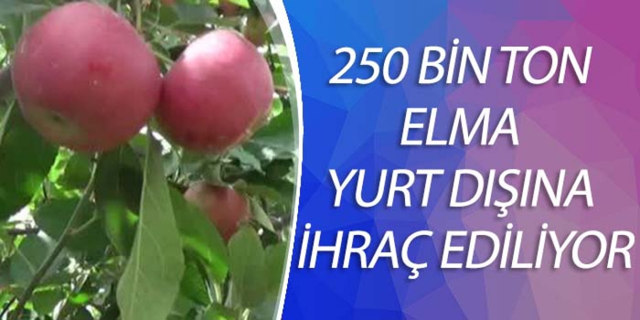 250 BİN TON ELMA YURT DIŞINA İHRAÇ EDİLİYOR
