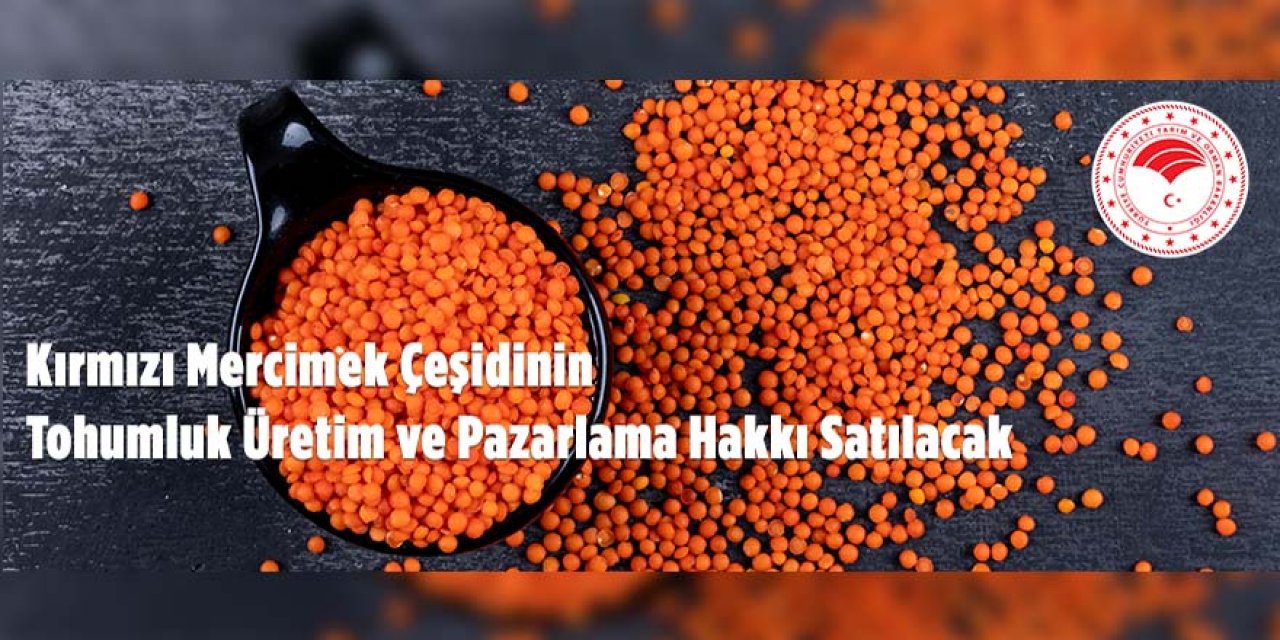 Kırmızı Mercimek Tohumluk Üretim ve Pazarlama Hakkı Satılacak