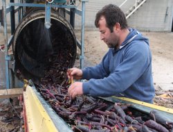 BU HAVUÇ VİTAMİN DEPOSU