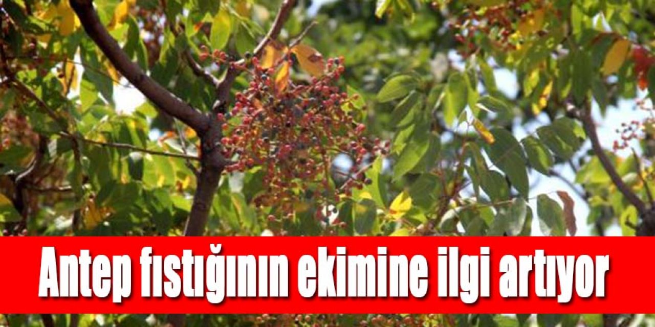 Menengiç ağaçlarına aşılanan Antep fıstığının yöreye katkı sağlaması hedefleniyor