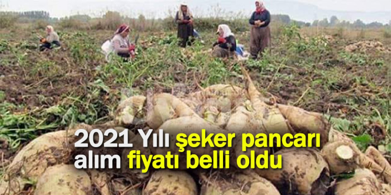 Şeker pancarı alım fiyatı açıklandı