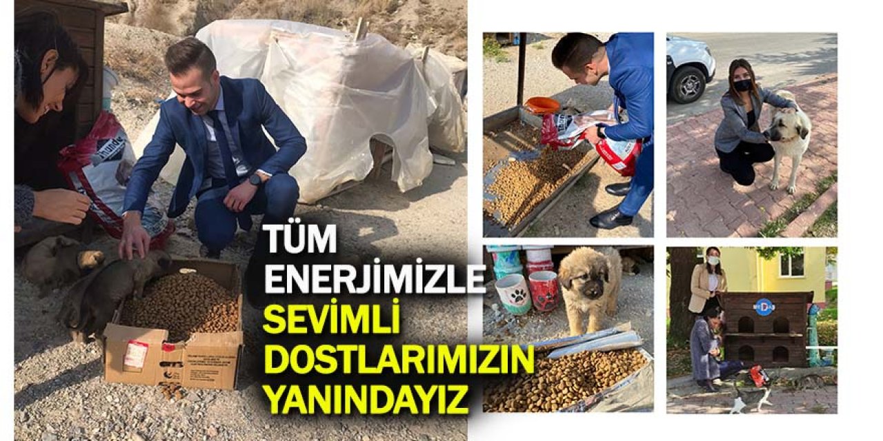 Tüm Enerjimizle Sevimli Dostlarımızın Yanındayız