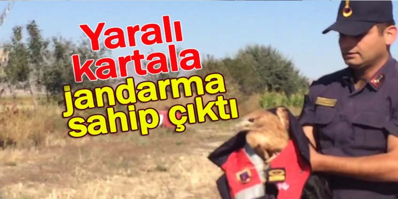 Yaralı kartala jandarma sahip çıktı