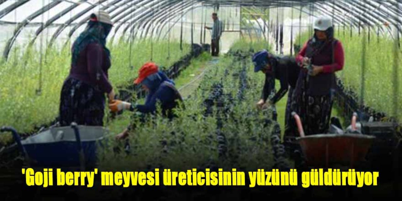 'Goji berry' meyvesi üreticisinin yüzünü güldürüyor