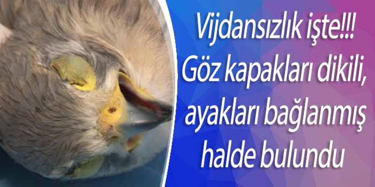 Göz kapakları dikili, ayakları bağlanmış halde bulunan atmaca tedavi edildi