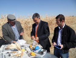 Danelik mısır hasadı başladı