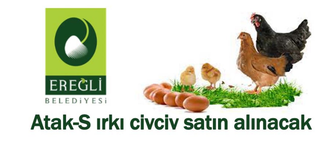 Atak-S ırkı civciv satın alınacak