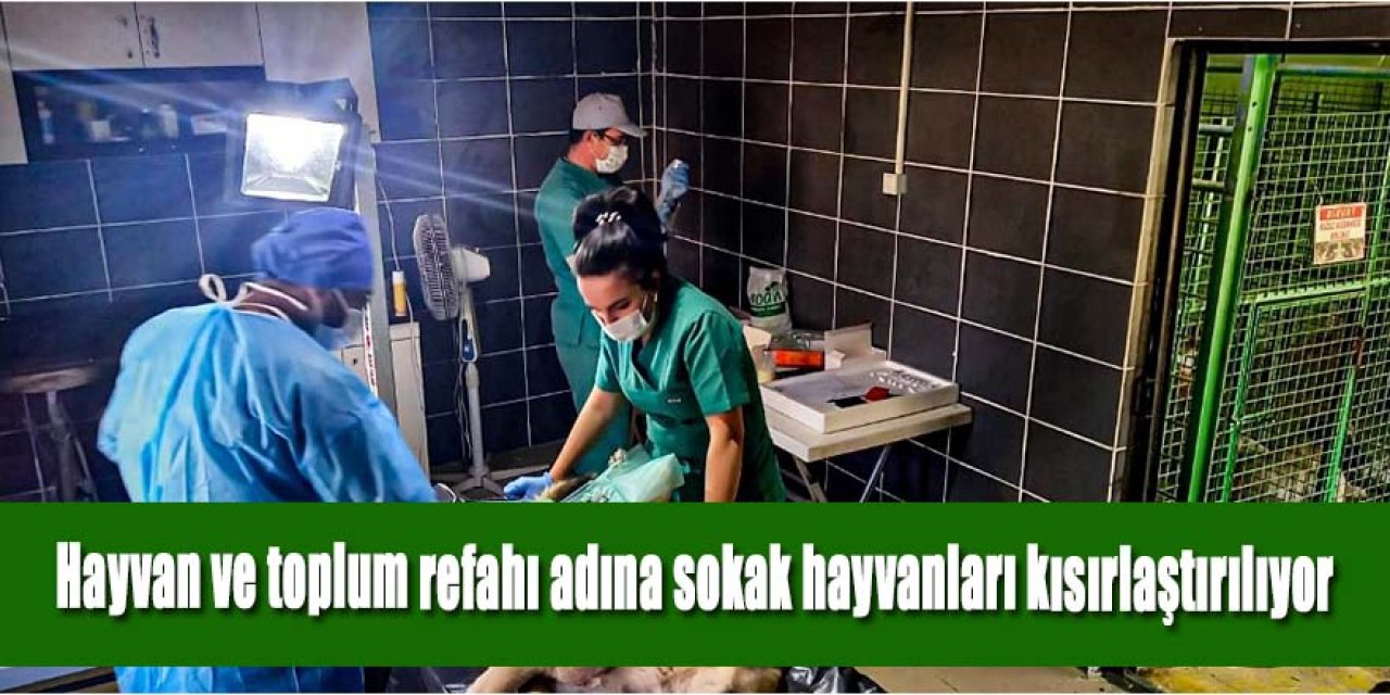 Hayvan ve toplum refahı adına sokak hayvanları kısırlaştırılıyor