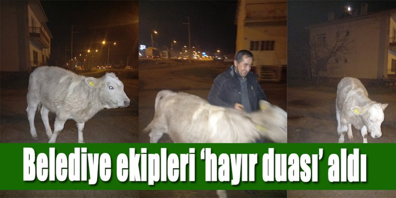 Karayolunda ki başıboş yaralı ineğe, Belediye ekipleri sahip çıktı