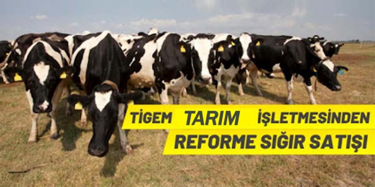 29 baş sığır partiler halinde ihaleyle satılacak