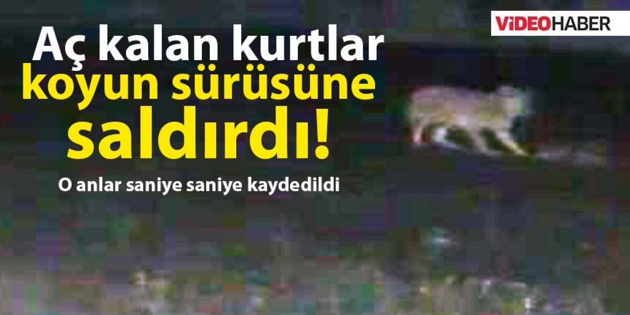 Aç Kalan Kurtlar Koyunları Telef Etti