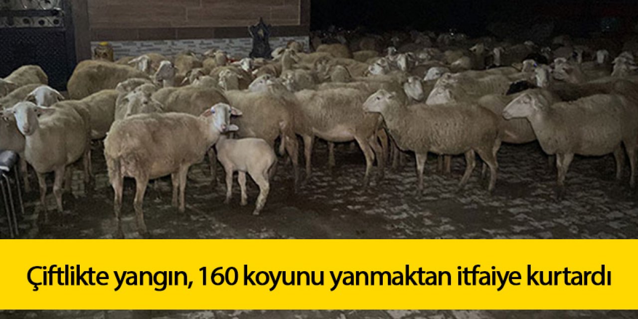 Çiftlikte yangın, 160 küçükbaşı yanmaktan itfaiye kurtardı