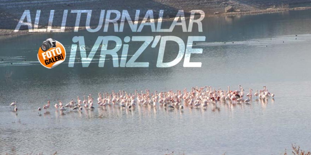 Flamingolar İvriz Barajında
