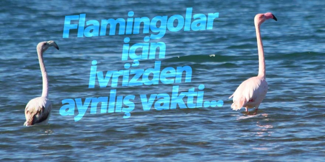 İvriz barajına gelen flamingolar, barajdan ayrıldı