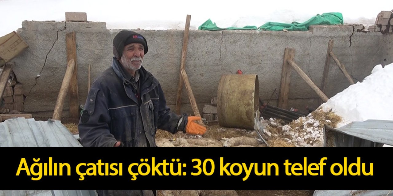 Ağılın çatısı çöktü: 30 koyun telef oldu