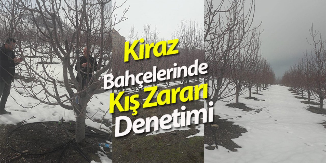 Halkapınar Kiraz Bahçelerinde Kış Zararı Denetimi