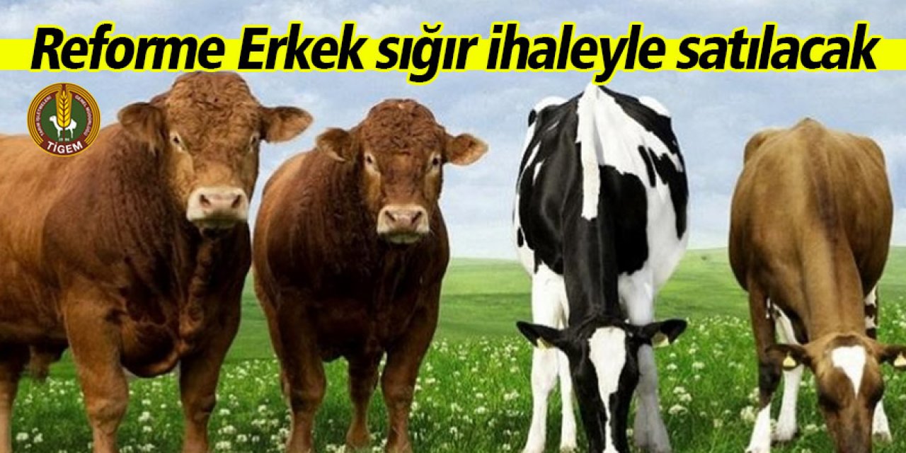 Reforme Erkek sığır ihaleyle satılacak