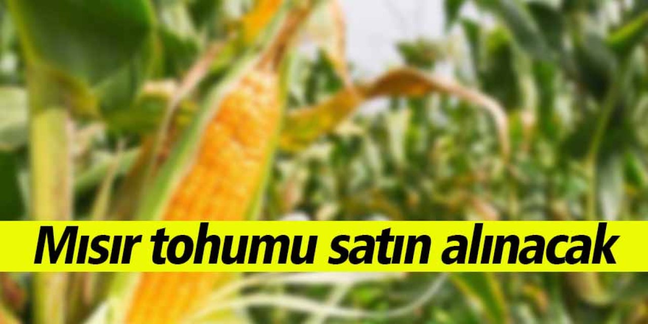 Mısır tohumu satın alınacak