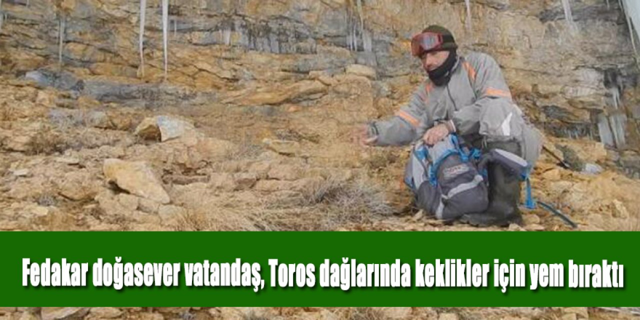 Orta Toroslar'daki kekliklerin karda aç kalmaması için yem bıraktı