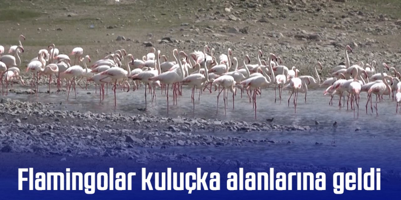 Flamingolar kuluçka alanlarına geldi