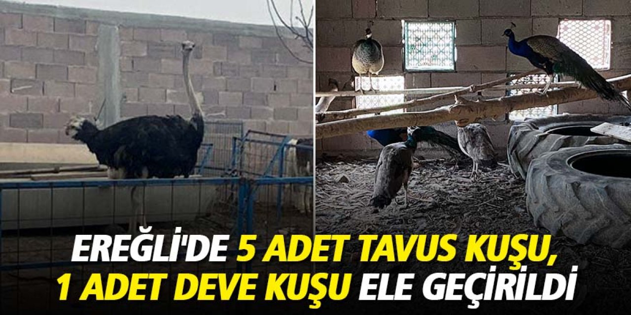 Ereğli'de 5 adet tavus kuşu, 1 adet deve kuşu ele geçirildi
