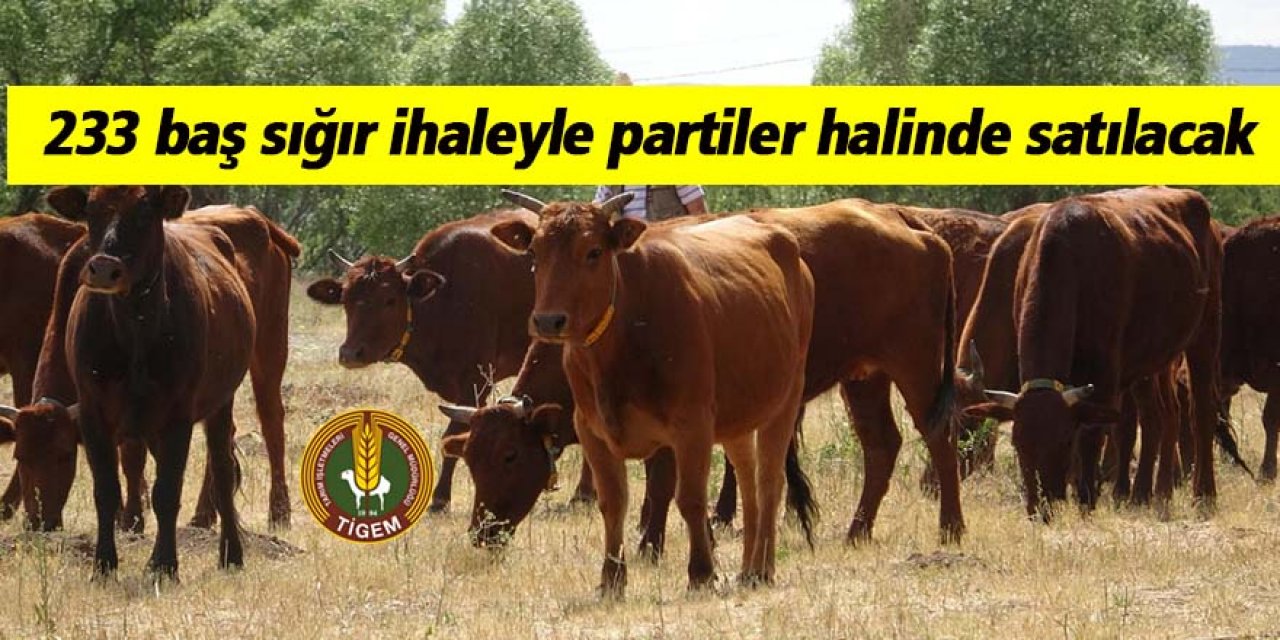 233 baş sığır ihaleyle partiler halinde satılacak
