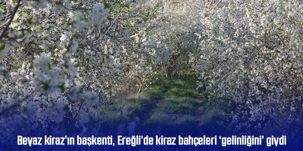 Beyaz kiraz’ın başkenti, Ereğli’de kiraz bahçeleri ‘gelinliğini’ giydi