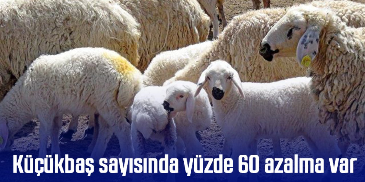 Konya havzasındaki küçükbaş sayısında yüzde 60 azalma var