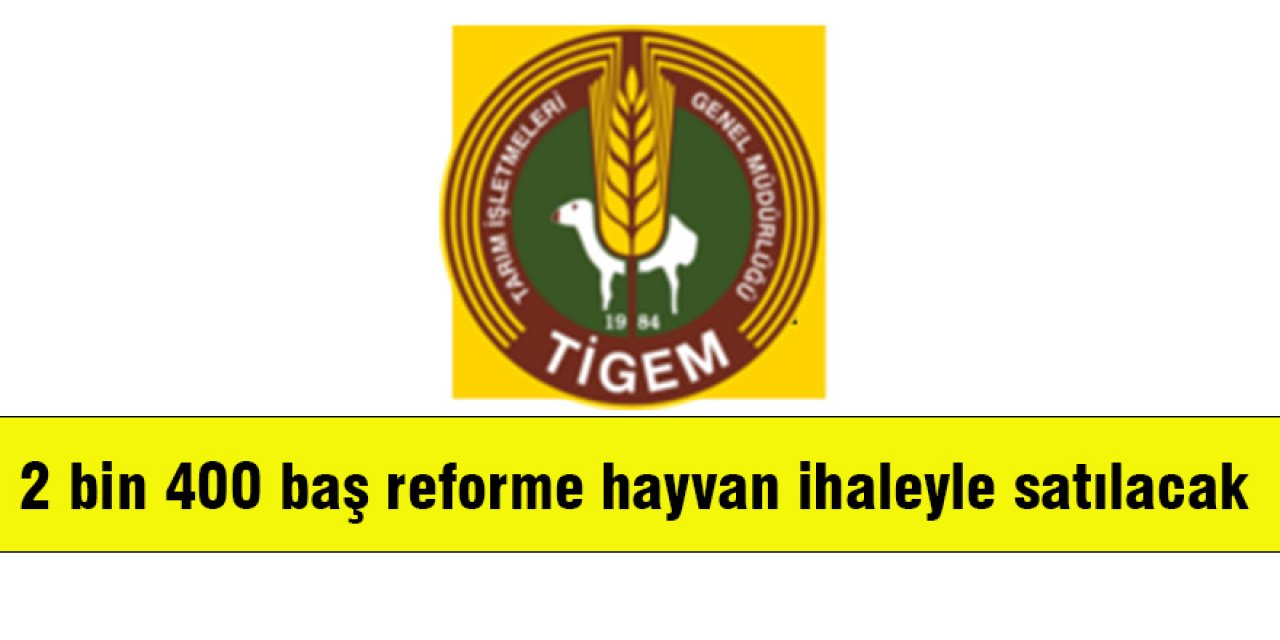 2 bin 400 baş reforme hayvan ihaleyle satılacak