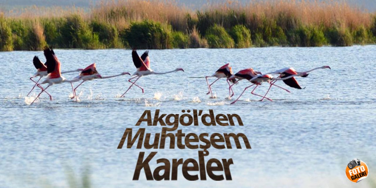 Doğa fotoğrafçısı Tarman’dan en güzel kareler