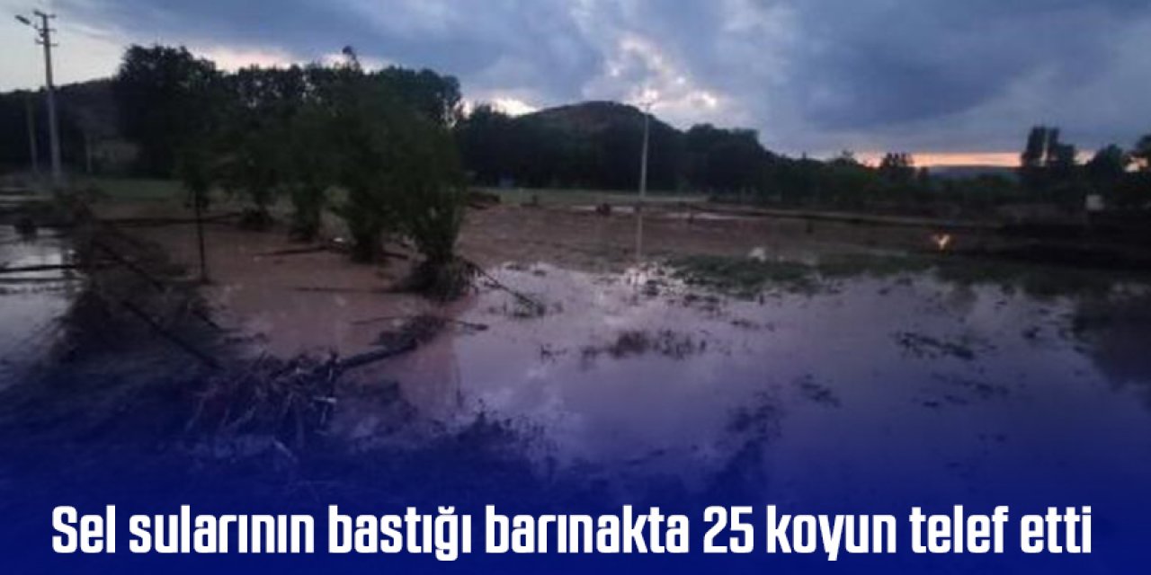Sel sularının bastığı barınakta 25 koyun telef etti