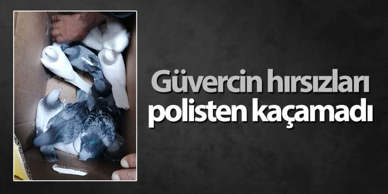 Güvercin hırsızları polisten kaçamadı