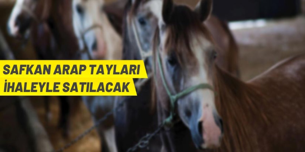 ​​​​​​​Safkan arap tayı satış ihalesi