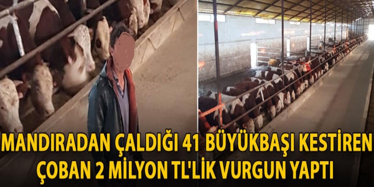 Afgan uyruklu çoban çaldığı danalardan 2 milyon haksız kazanç sağladı