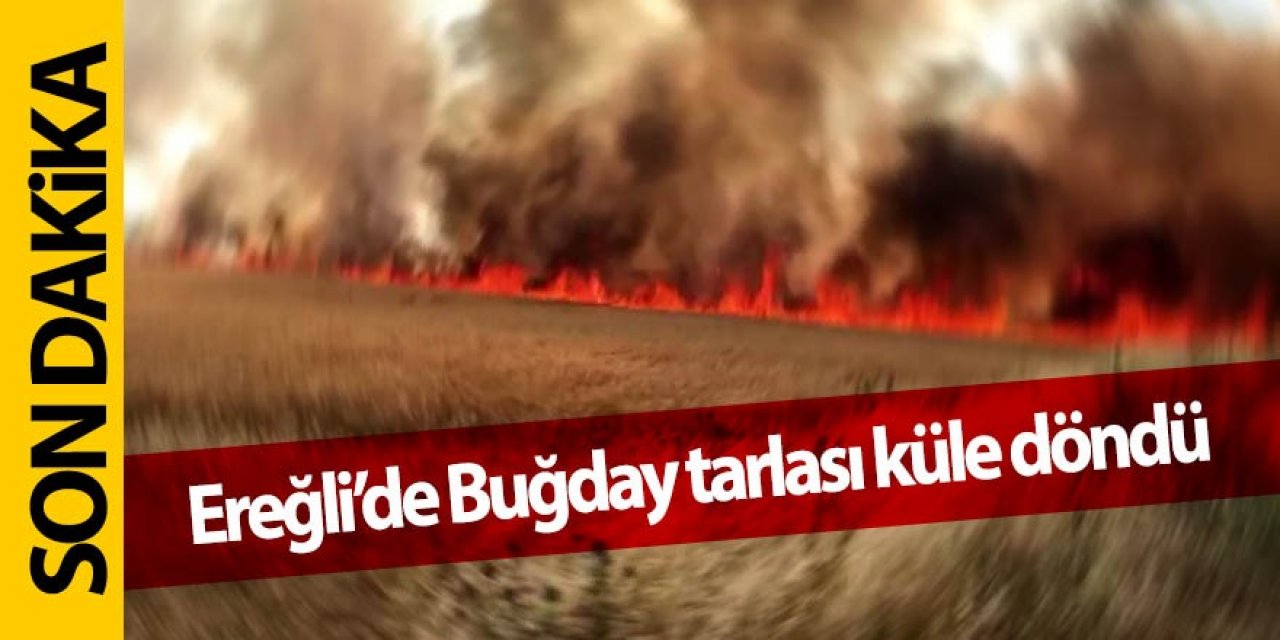 Ereğli’de buğday tarlası çıkan yangın’da küle döndü