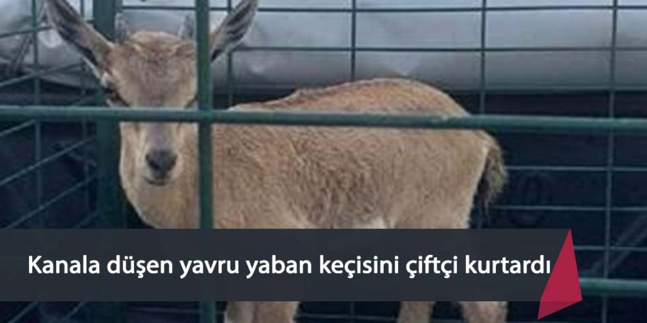 Sulama kanalına düşen yavru yaban keçisini çiftçi kurtardı