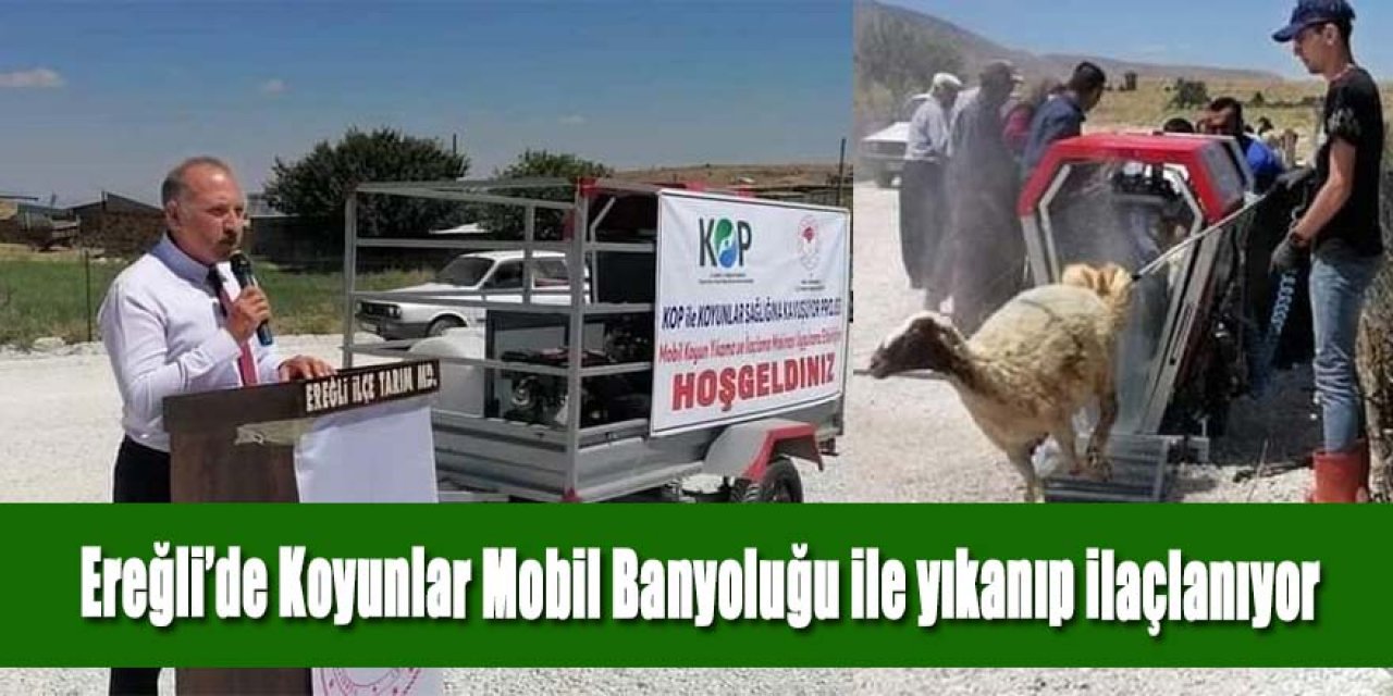 Ereğli’de Koyunlar Mobil Banyoluyu ile yıkanıp ilaçlanıyor