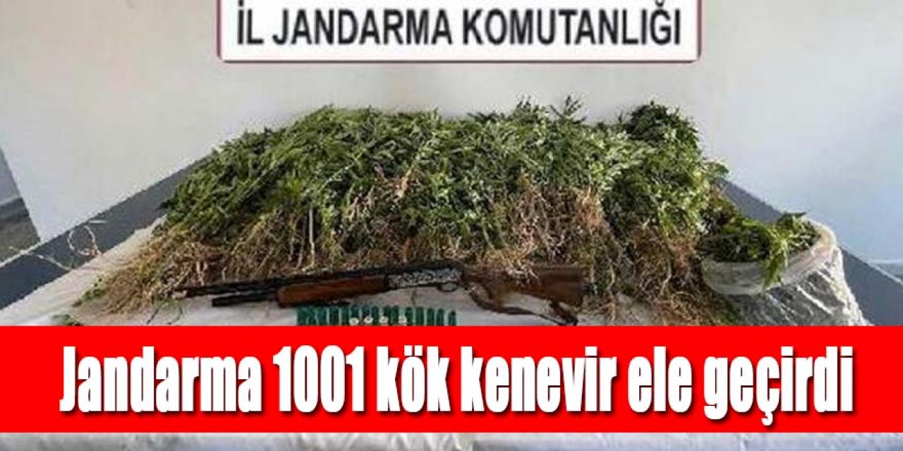 Jandarma 1001 kök kenevir ele geçirdi