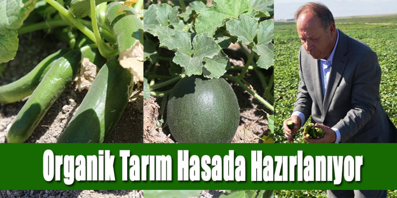 Organik Tarım Hasada Hazırlanıyor
