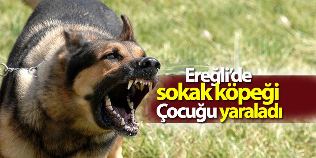 Ereğli’de sokak köpeği Çocuğu hastanelik etti